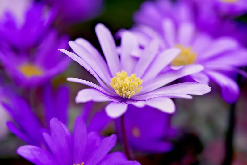 紫色银莲花开