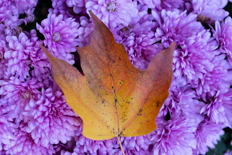 秋季落叶花朵鲜花枫叶