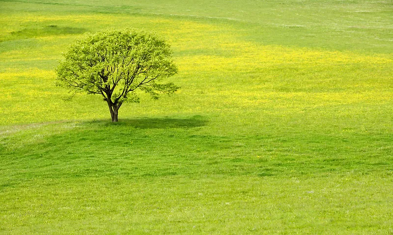 草地风景