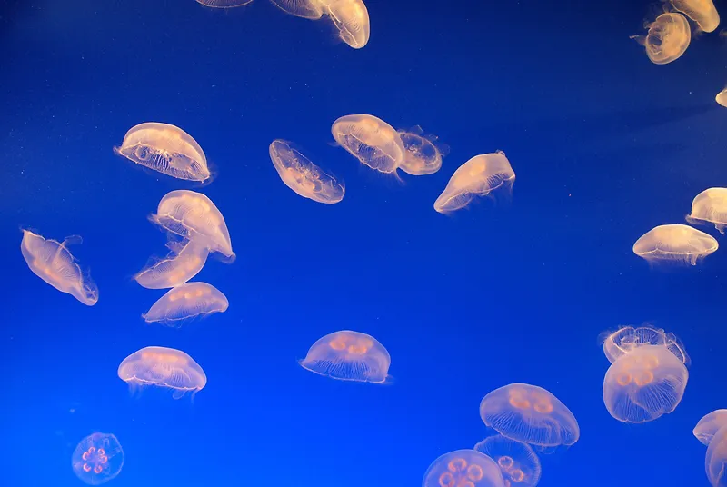 透明海洋水母