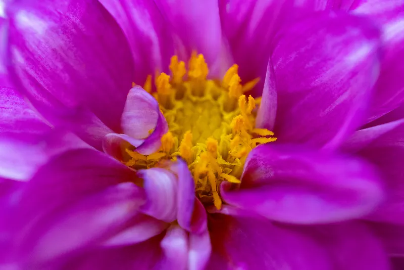 美丽的花朵红色的花朵黄色花蕊