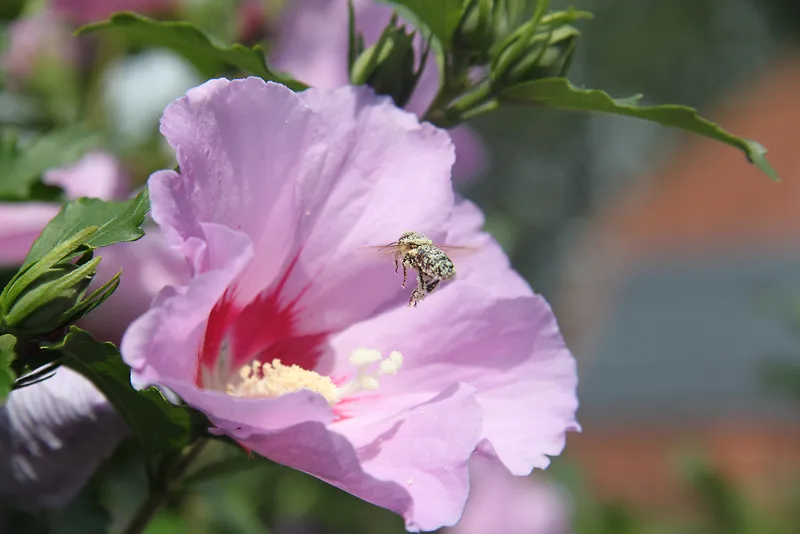 芙蓉花开花