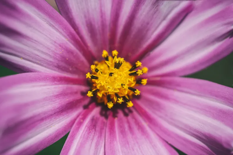 花朵鲜花摄影花束