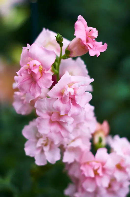 粉红色花朵花园清新