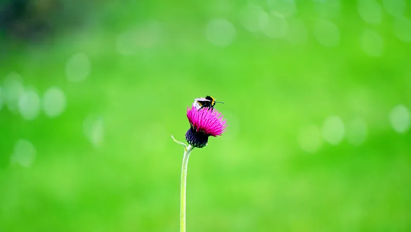 花朵自然蜜蜂花瓣