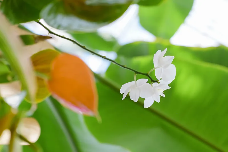 白色茉莉花朵