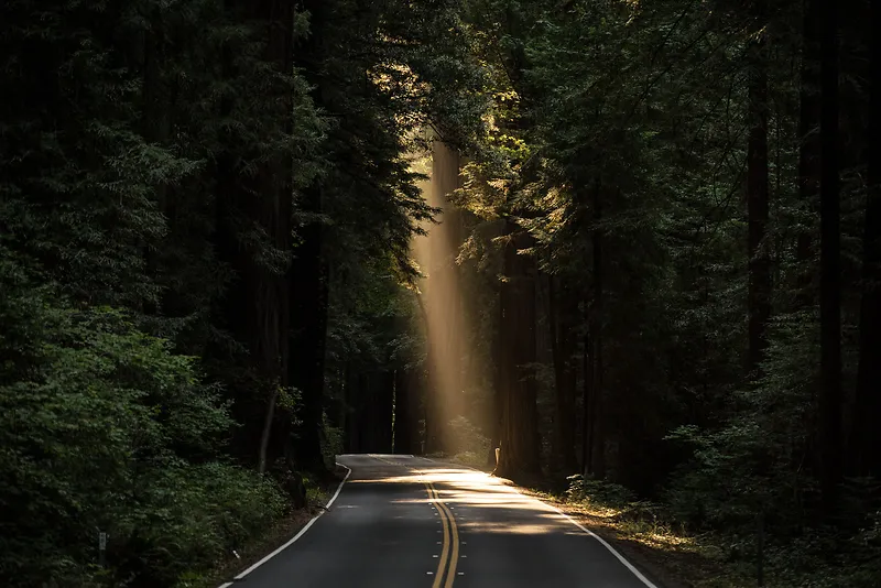 自然道路街道沥青森林树木