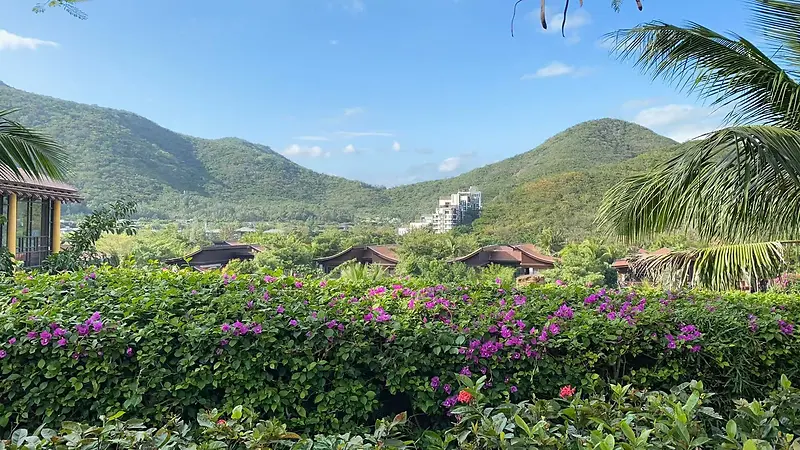 花山房子椰树