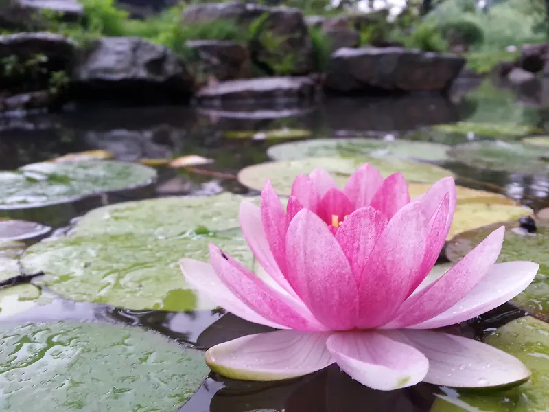 夏天的莲花台