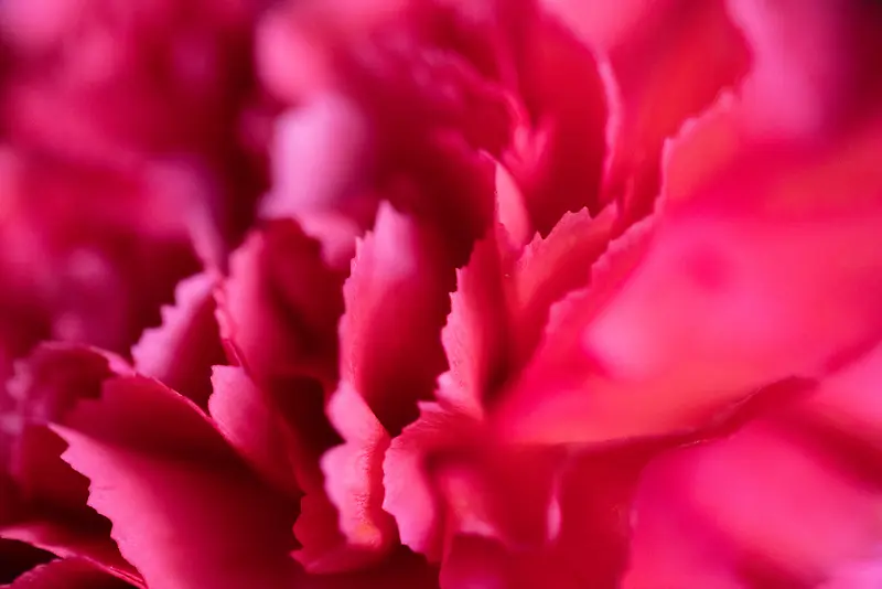 花朵局部特写