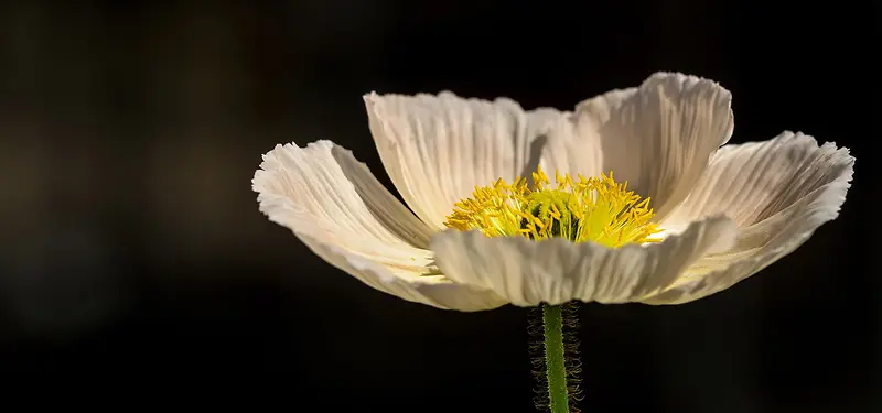 罂粟花