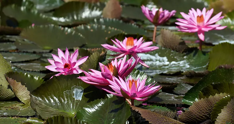 池塘粉色睡莲花绽放