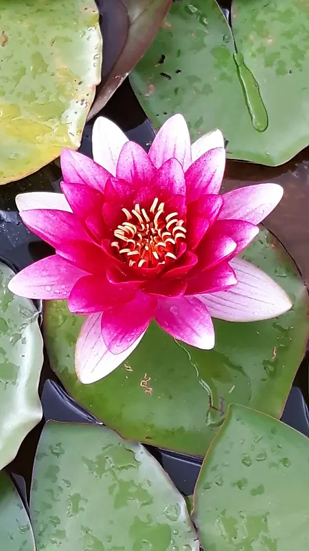 池塘粉色荷花