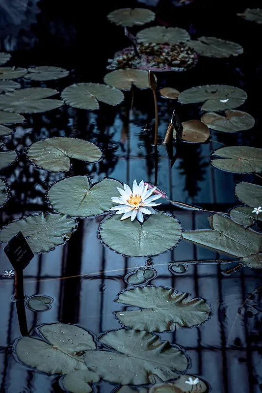 荷塘白莲花