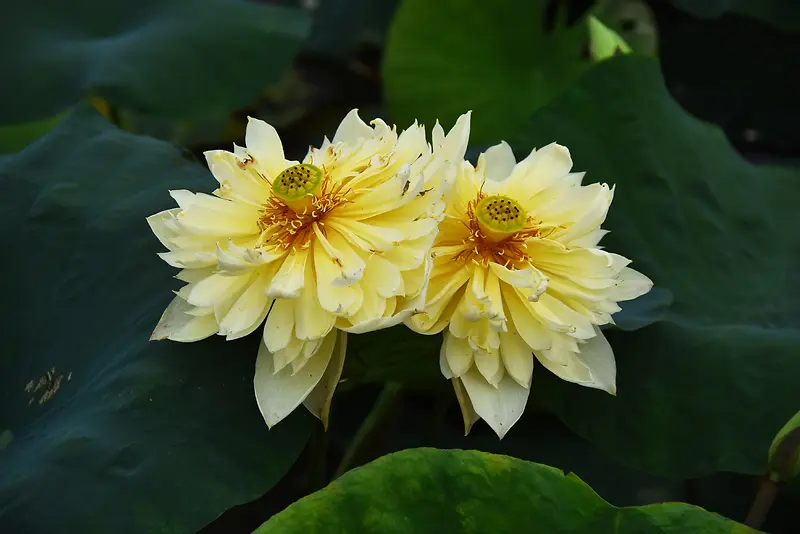 黄色莲花绽放