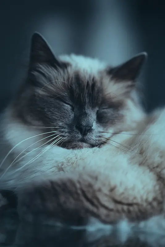 小萌猫睡觉