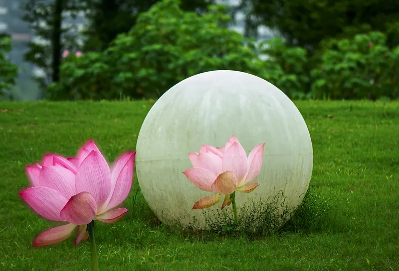 绿色草地荷花