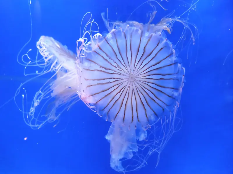 白色透明海蜇