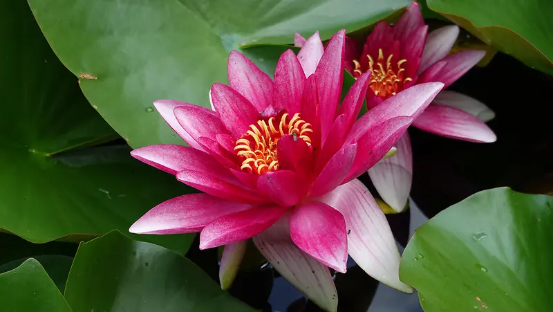 水中灿烂睡莲花