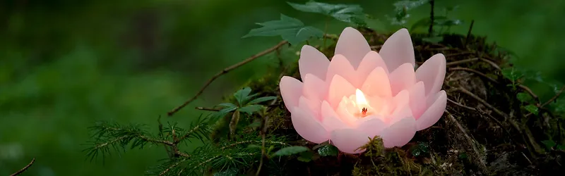 摄影粉色荷花蜡烛背景