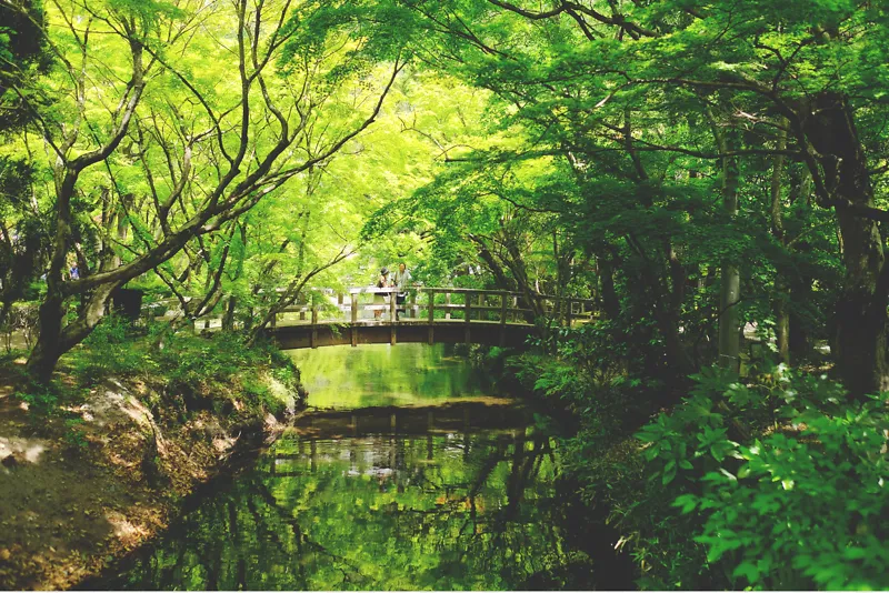 夏日绿色盎然自然公园风景摄影