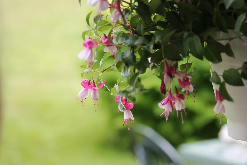 夏天盆栽花卉