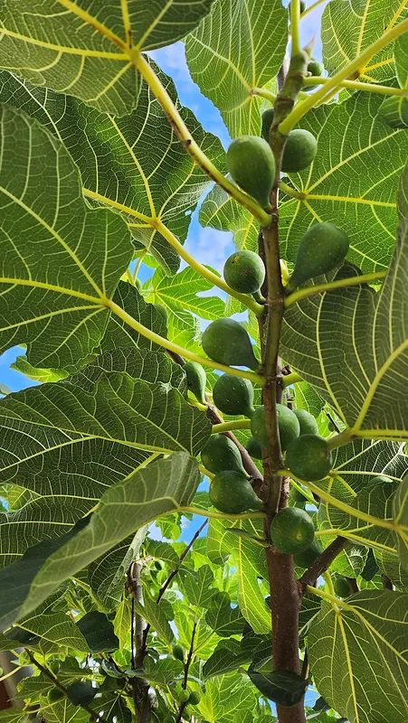 夏天绿色无花果树无花果