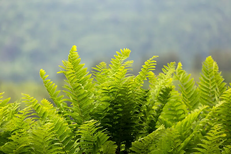 粗蕨类植物