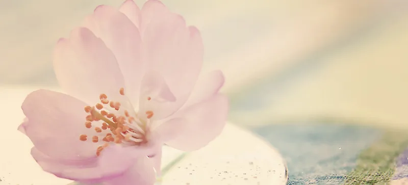 樱花 背景