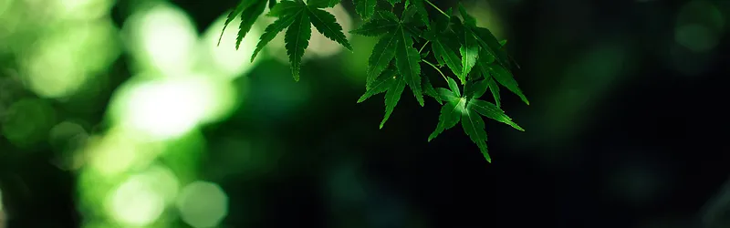 绿色的枫叶背景