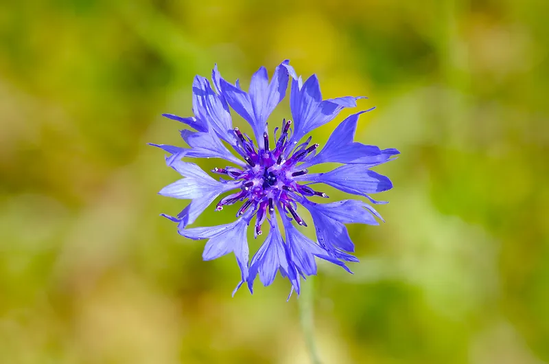 夏天蓝色矢车菊