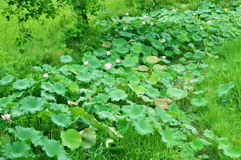 高清绿色荷花