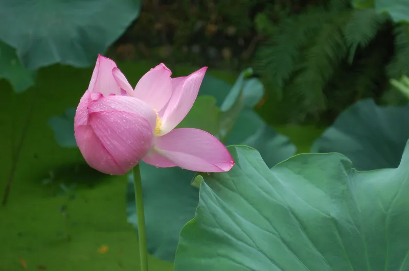 雨后荷花