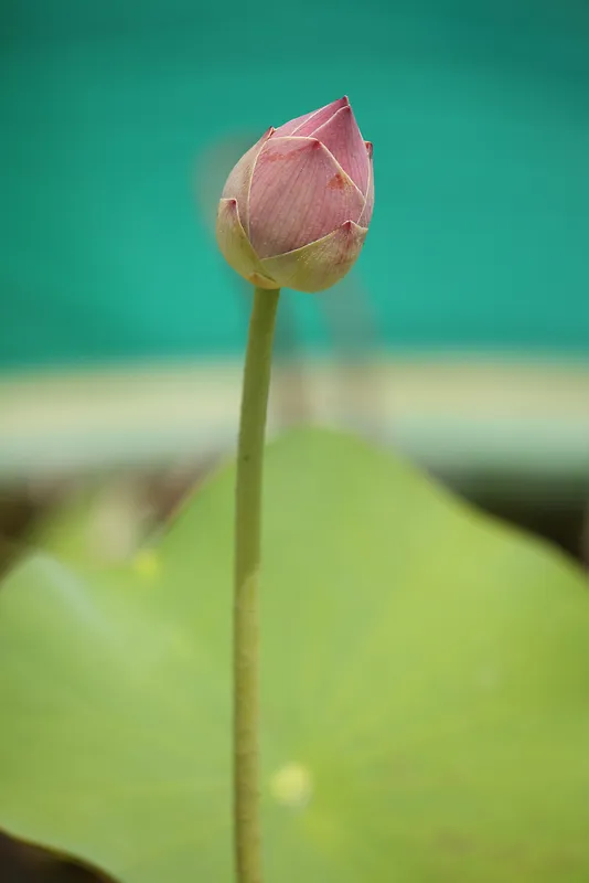 唯美含苞待放荷花花苞