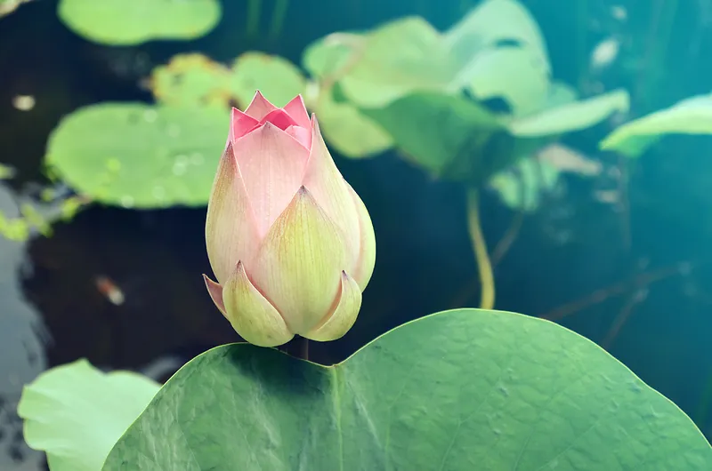 花 摄影 背景 清新