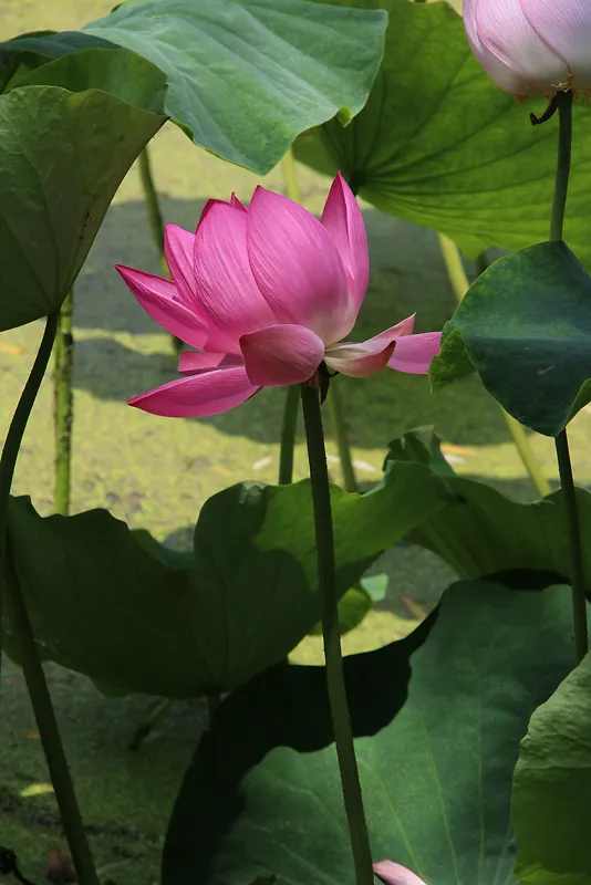 夏日池塘里的粉色荷花