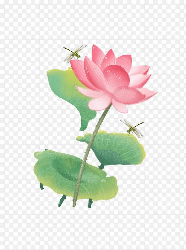 手绘卡通蜻蜓荷叶花朵花朵花瓣