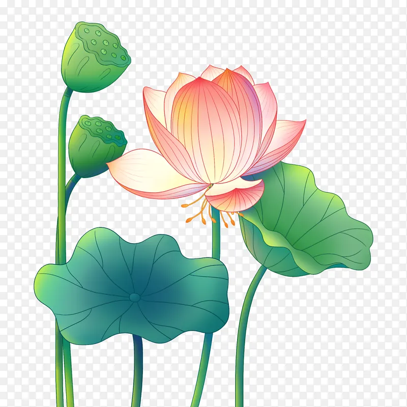 手绘夏天荷花立夏莲花莲蓬花朵植物插画元素