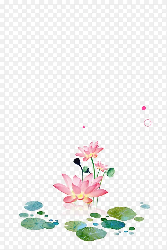 粉色荷花