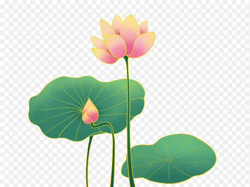 粉色荷花荷叶国潮夏天夏至手绘图