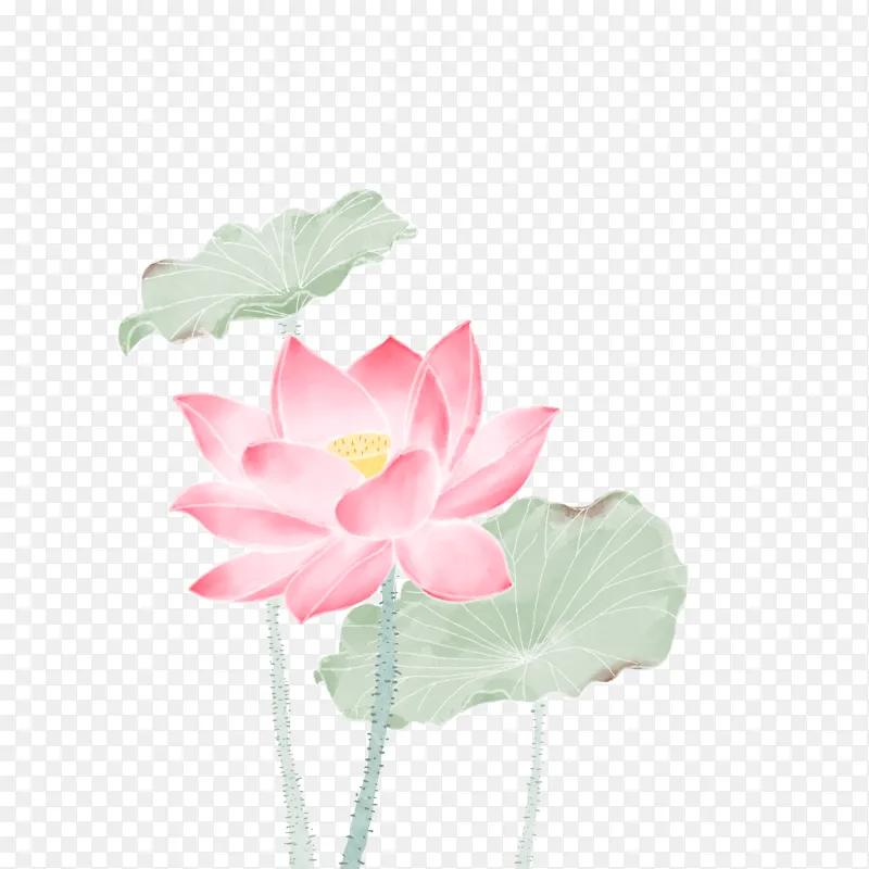 手绘国画淡彩荷花夏日荷叶水彩花卉立夏植物