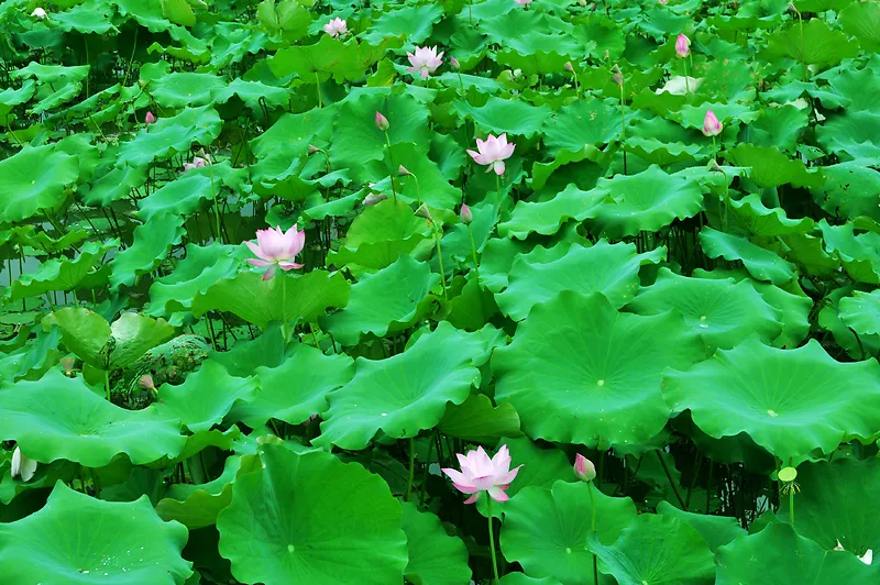 高清绿色荷花