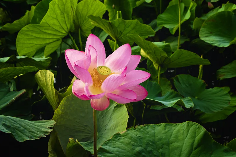 夏季时令粉色荷花