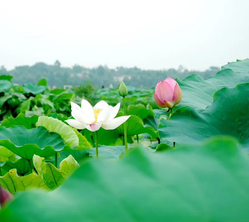 高清荷花素材