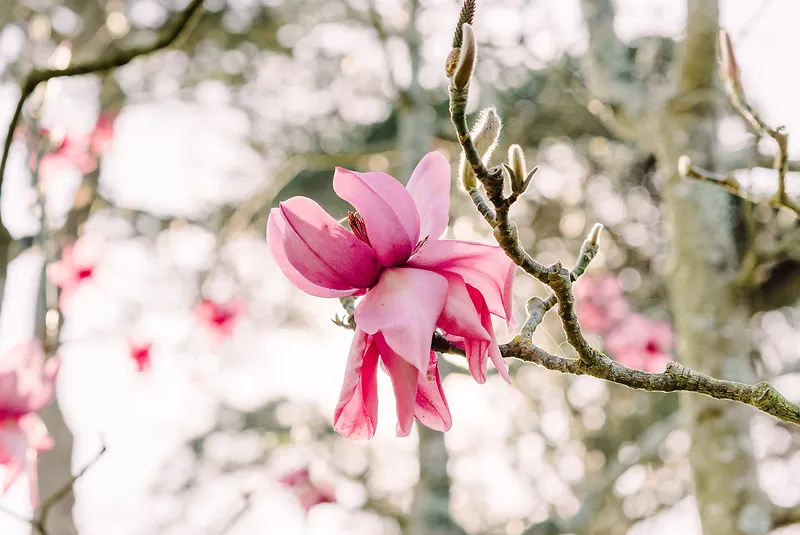 广玉兰花