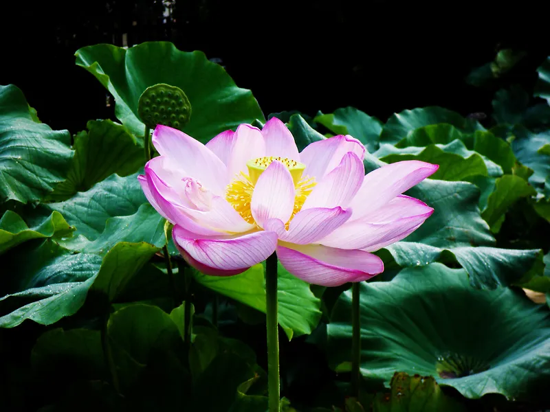 水池荷花