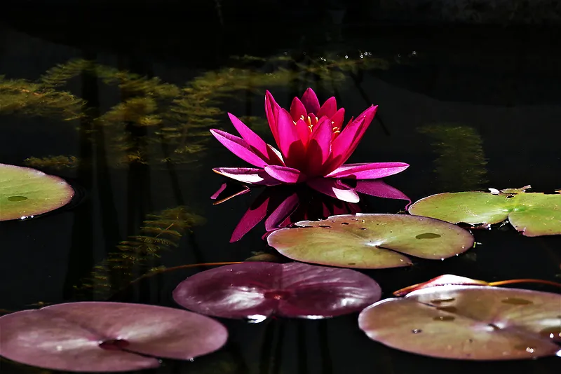 池塘睡莲花朵盛开