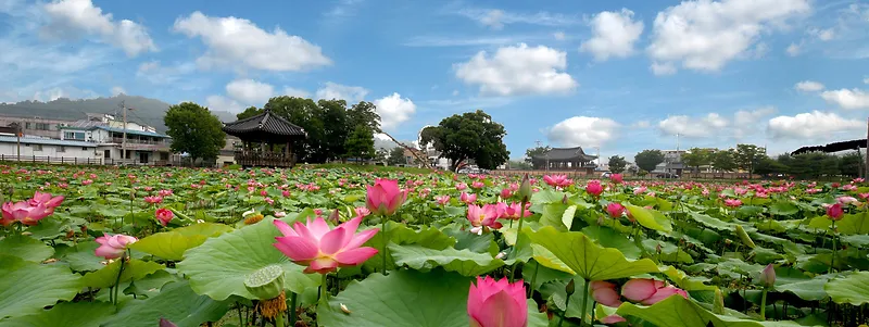 河塘荷花风景