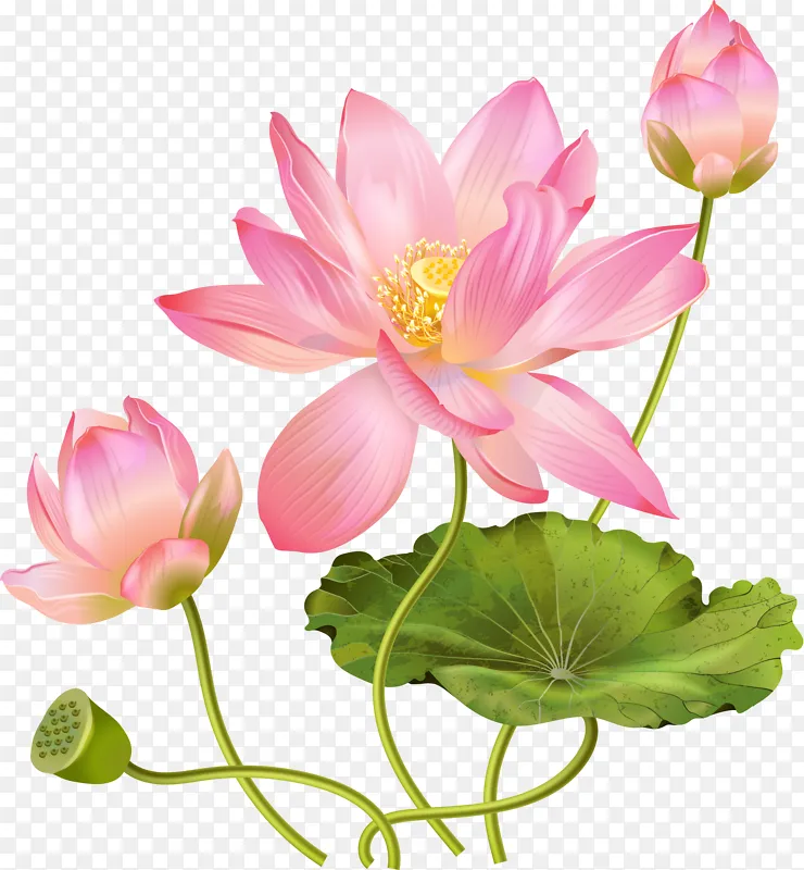 渐粉色荷花