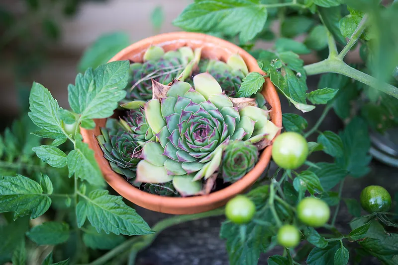 番茄水果蔬菜植物食品